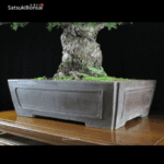 Pino pentaphylla var. Kokonoe VENDUTO - immagine 11