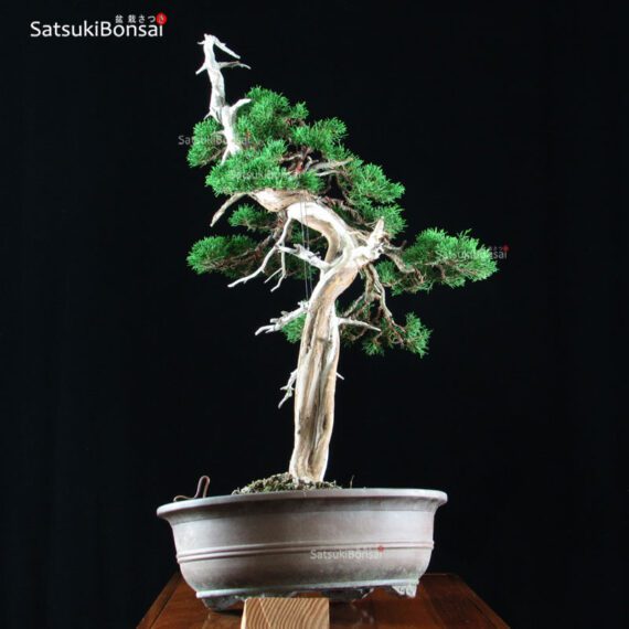 Juniperus Chinensis VENDUTO - immagine 2