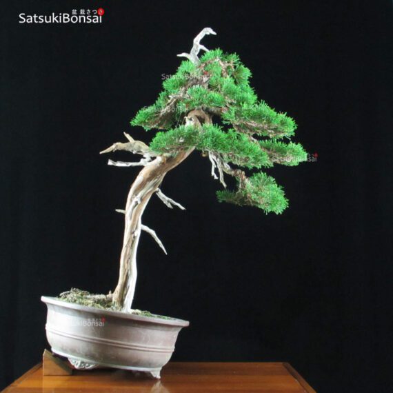 Juniperus Chinensis VENDUTO - immagine 3