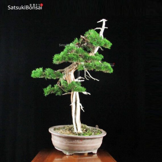 Juniperus Chinensis VENDUTO - immagine 4