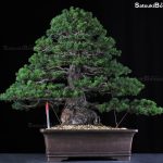 Pino pentaphilla KOKONOE VENDUTO