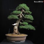 Pino pentaphilla var. Zuisho VENDUTO