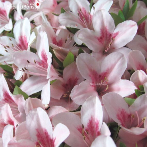 Azalea Satsuki NYOHOZAN - immagine 2