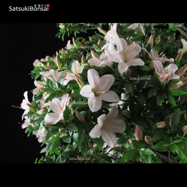 Azalea Satsuki Var. Nikko VENDUTO SatsukiBonsai