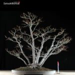 Acero Palmato ceppaia 6 tronchi VENDUTO - immagine 2