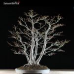 Acero Palmato ceppaia 6 tronchi VENDUTO - immagine 4