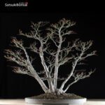 Acero Palmato ceppaia 6 tronchi VENDUTO - immagine 6