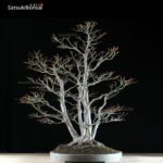 Acero Palmato ceppaia 6 tronchi VENDUTO - immagine 8