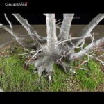 Acero Palmato ceppaia 6 tronchi VENDUTO - immagine 9