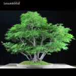 Acero Palmato ceppaia 6 tronchi VENDUTO