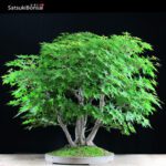 Acero Palmato ceppaia 6 tronchi VENDUTO - immagine 3