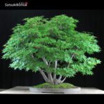 Acero Palmato ceppaia 6 tronchi VENDUTO - immagine 5