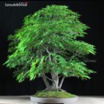 Acero Palmato ceppaia 6 tronchi VENDUTO - immagine 7