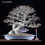 Acer Buergerianum VENDUTO