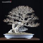 Acer Buergerianum VENDUTO - immagine 2