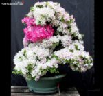 Azalea Satsuki Var. AI-NO-TSUKI VENDUTO