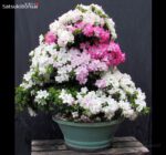 Azalea Satsuki Var. AI-NO-TSUKI VENDUTO - immagine 2