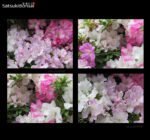 Azalea Satsuki Var. AI-NO-TSUKI VENDUTO - immagine 3