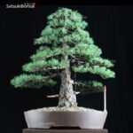 Pino pentaphylla VENDUTO