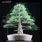 Pino pentaphylla VENDUTO - immagine 2