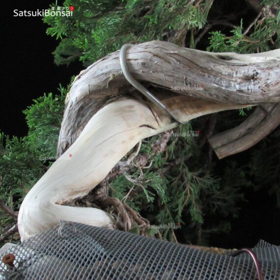 Ginepro Sabina - Juniperus Sabina - immagine 13