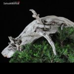Ginepro Sabina - Juniperus Sabina - immagine 11