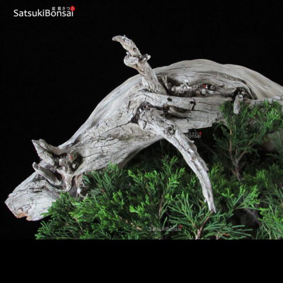 Ginepro Sabina - Juniperus Sabina - immagine 11