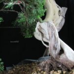 Ginepro Sabina - Juniperus Sabina - immagine 14
