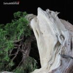 Ginepro Sabina - Juniperus Sabina - immagine 15