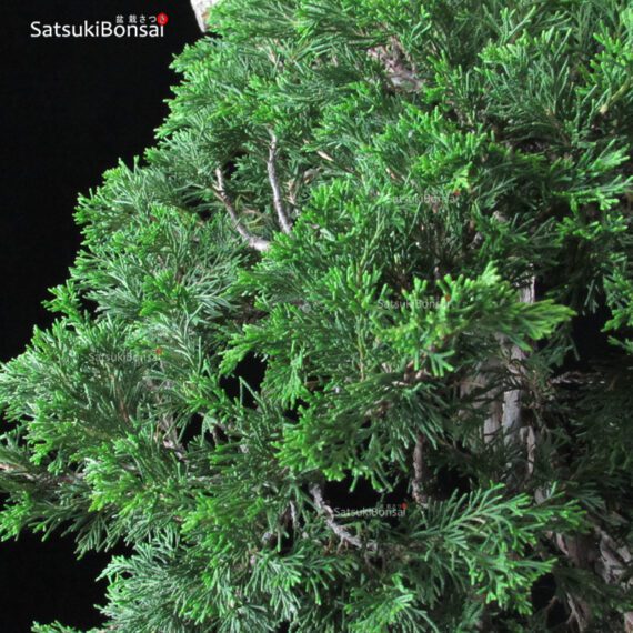 Ginepro Sabina - Juniperus Sabina - immagine 16