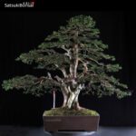 Tasso - Taxus Baccata VENDUTO