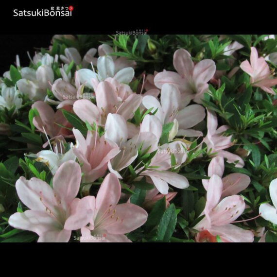 Azalea Satsuki NIKKO VENDUTO - immagine 5