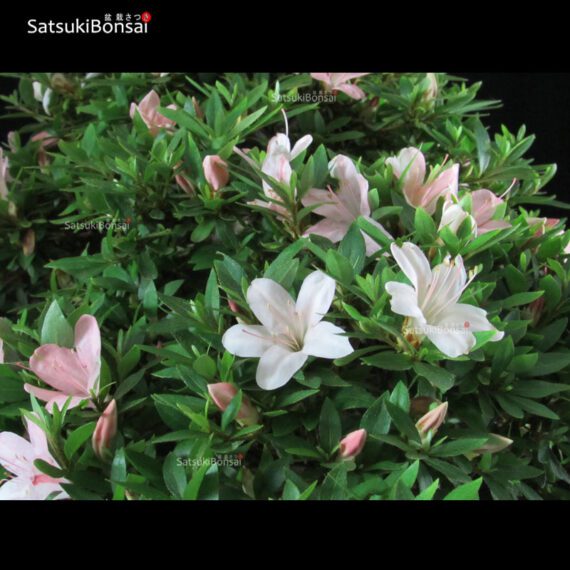 Azalea Satsuki NIKKO VENDUTO - immagine 6