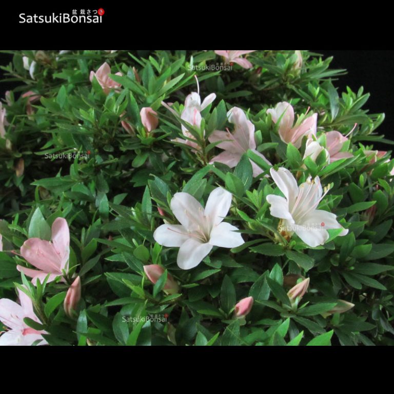 Azalea Satsuki NIKKO VENDUTO SatsukiBonsai