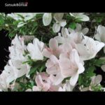 Azalea Satsuki Var. KOZAN VENDUTO - immagine 7