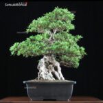 Azalea Satsuki Var. KOZAN VENDUTO - immagine 9