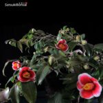 Camellia Japonica var. Tama-no-ura VENDUTO - immagine 6