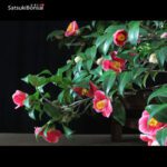 Camellia Japonica var. Tama-no-ura VENDUTO - immagine 4