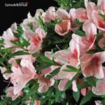Azalea Satsuki Var. Nyohozan VENDUTO - immagine 7