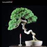 Ginepro Var. ITOIGAWA VENDUTO