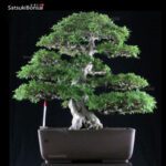 Azalea Satsuki Var. Hakurei  VENDUTO