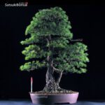 Pino pentaphylla VENDUTO