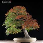 Acero Palmato var. Yamamomiji VENDUTO