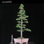 Cryptomeria Japonica VENDUTO