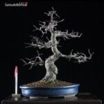 Cydonia Sinensis  VENDUTO - immagine 2