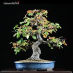 Cydonia Sinensis  VENDUTO - immagine 6