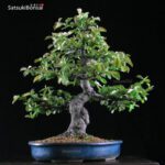 Cydonia Sinensis  VENDUTO