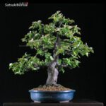 Cydonia Sinensis  VENDUTO - immagine 3