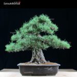 Kuromatsu VENDUTO - immagine 8