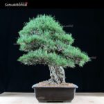 Kuromatsu VENDUTO - immagine 9